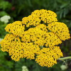 Flat-topped cluster of bright golden yellow Gold Yarrow flowers blooming against a blurred green garden background.