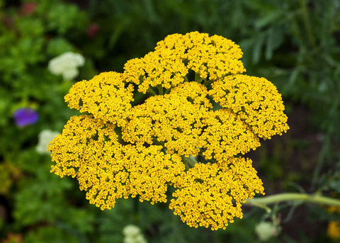 Gold - Yarrow Seeds