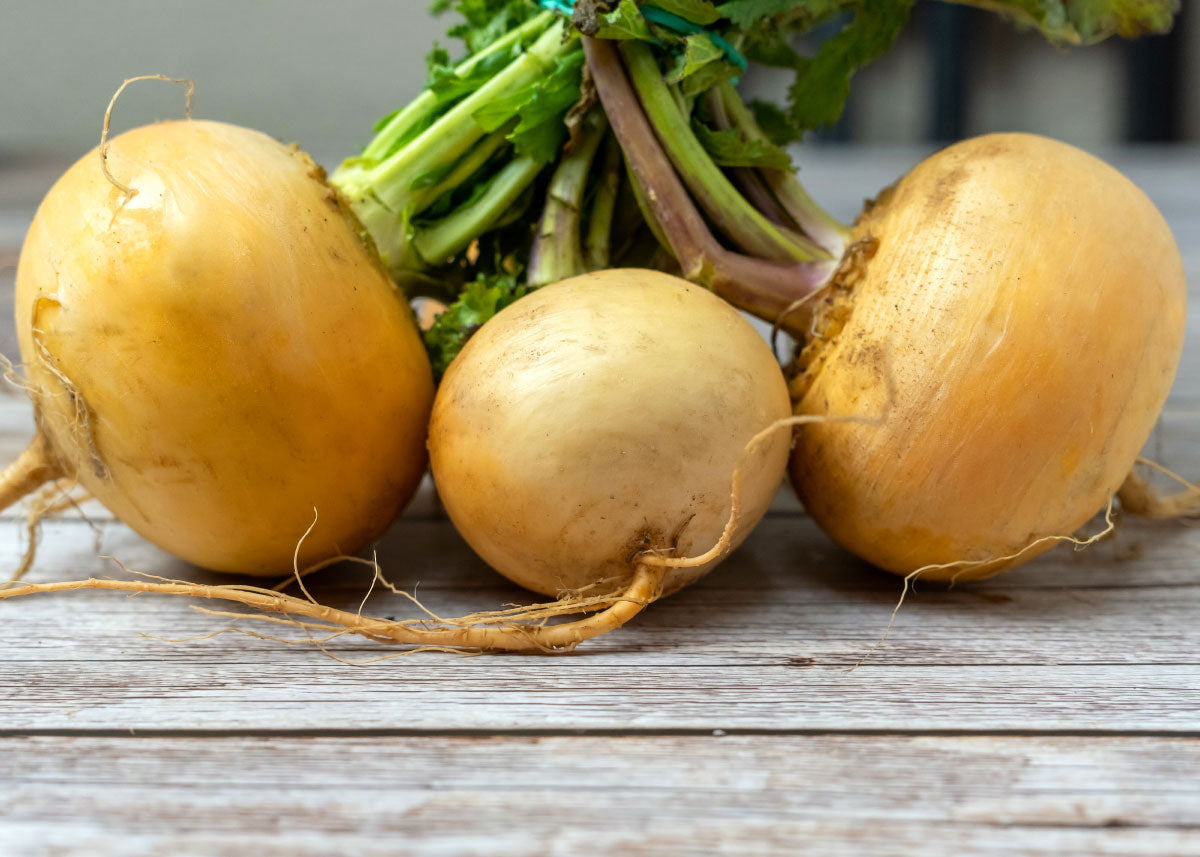 Golden Globe - Turnip Seeds - Organic