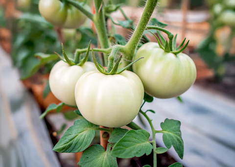 Great White - Tomato Seeds