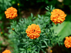 Vibrant orange Hawaii African marigold flowers with double blooms and green foliage in a garden.