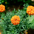 Vibrant orange Hawaii African marigold flowers with double blooms and green foliage in a garden.