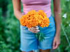 A person holding a vibrant bouquet of Hawaii African marigolds with large, fully double orange blooms.