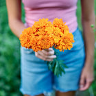 A person holding a vibrant bouquet of Hawaii African marigolds with large, fully double orange blooms.