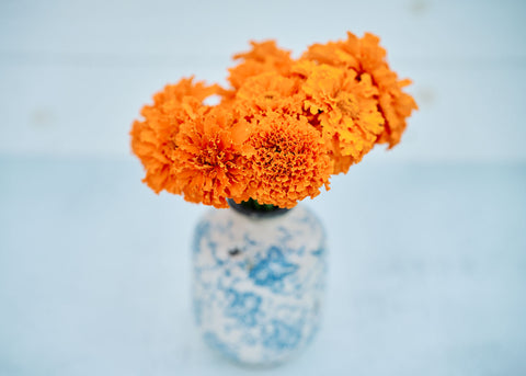 Hawaii - African Marigold Seeds
