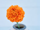 A single, fully double orange Hawaii African marigold bloom in a small vase against a light background.