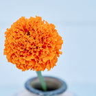 A single, fully double orange Hawaii African marigold bloom in a small vase against a light background.