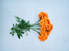 A bouquet of vibrant, double-petaled orange Hawaii African marigold flowers with green stems on a white background.