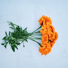 A bouquet of vibrant, double-petaled orange Hawaii African marigold flowers with green stems on a white background.