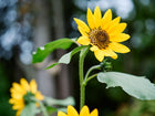 Bright yellow Hopi Black Dye sunflower bloom with a dark center on a tall green stalk in a garden.
