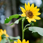 Bright yellow Hopi Black Dye sunflower bloom with a dark center on a tall green stalk in a garden.