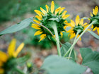 Back view of bright yellow Hopi Black Dye sunflower blooms with green stems and leaves in a garden.