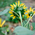 Back view of bright yellow Hopi Black Dye sunflower blooms with green stems and leaves in a garden.