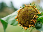 Close-up of a maturing Hopi Black Dye sunflower head with dark seeds and fading golden petals against a blurred green background.