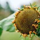Close-up of a maturing Hopi Black Dye sunflower head with dark seeds and fading golden petals against a blurred green background.