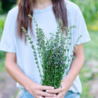Person holding a fresh bouquet of True Hyssop with blue-purple flower spikes and narrow green leaves in a garden.