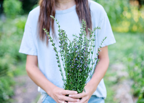 Hyssop - Herb Seeds