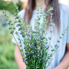 Person holding a freshly harvested bouquet of True Hyssop with blue-purple flower spikes and narrow green leaves.