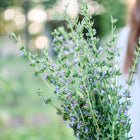 A person holding a fresh bouquet of True Hyssop with upright spikes of small, blue-purple flowers and narrow green leaves.