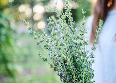 Hyssop - Herb Seeds