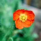 Vibrant orange Iceland poppy flower with delicate, crinkled petals and a yellow center on a slender green stem.