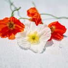 Crinkled orange and white Iceland poppy flowers with delicate petals and yellow centers on a white surface.