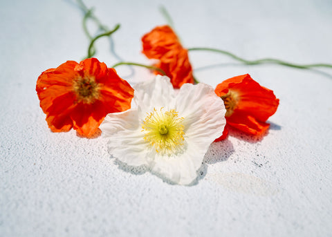 Iceland - Poppy Seeds