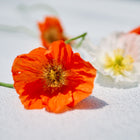 Vibrant orange and white Iceland poppy flowers with delicate, crinkled petals resting on a white surface.