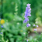 Tall, lavender-blue Imperial Blend larkspur flower spike blooming in a lush green garden.