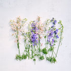 Imperial Blend larkspur flowers in shades of blue, pink, and white arranged on a light textured background.