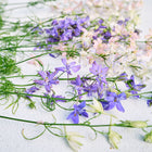 Freshly cut Imperial Blend larkspur stems with blue, pink, and white florets and delicate green foliage on a white surface.