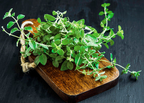 Italian - Oregano Seeds - Organic