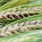 Close-up of Jet Black Barley stalks showing green stems and developing dark, purple-black seed heads.