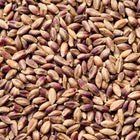 Close-up of Jet Black Barley seeds featuring a mix of tan and deep purple-black grains.