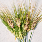 Four stalks of Jet Black Barley with green stems and dark, ripening seed heads on a light surface.