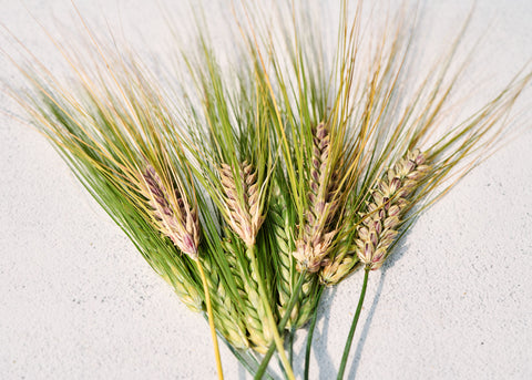 Jet Black Barley - Organic Cover Crop Seeds