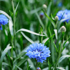Vivid blue Jubilee Gem cornflower blooms with frilled petals and green foliage in a garden setting.