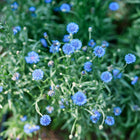 Vivid blue Jubilee Gem cornflower blooms with frilled petals growing on a compact, leafy green plant.