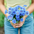 Person holding a fresh bouquet of bright blue Jubilee Gem Bachelor Buttons in a garden.