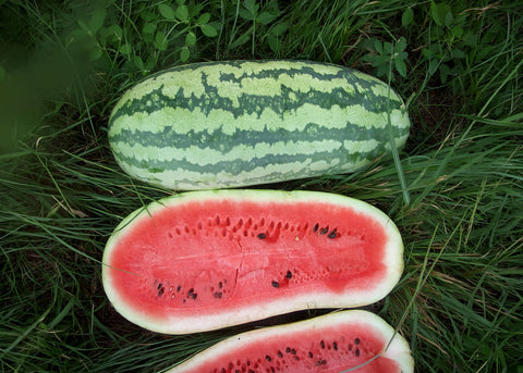 Jubilee - Organic Watermelon Seeds