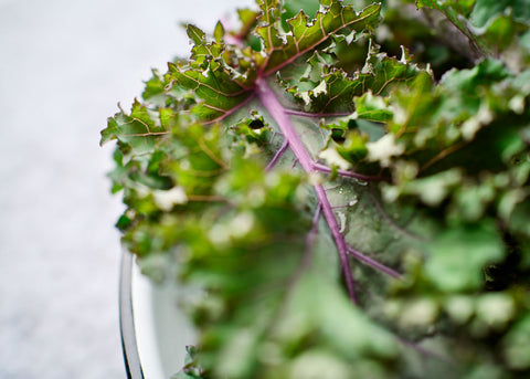 Scarlet - Kale Seeds