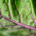 Close-up of a Scarlet kale leaf showing vibrant purple veins against a textured green surface.