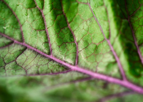 Scarlet - Kale Seeds