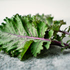 Freshly harvested Scarlet kale leaves with frilled green edges and vibrant purple stems on a textured gray surface.