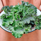 Hands holding a white enamel colander filled with freshly harvested, dew-covered Scarlet kale leaves.