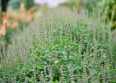 Kapoor Tulsi (Holy Basil) - Organic Basil Seeds