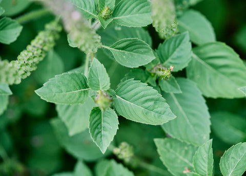Kapoor Tulsi (Holy Basil) - Organic Basil Seeds