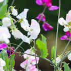 Knee High Mix sweet pea flowers in shades of white, pink, and magenta blooming on green vines against a blurred background.