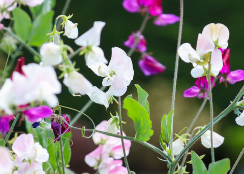 Knee High Mix - Sweet Pea Seeds