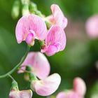 Delicate pink Knee High Mix sweet pea flowers with ruffled petals blooming on a green vine against a soft-focus background.